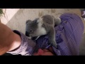 The moment this baby koala climbs up and cuddles cameraman