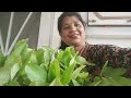 patharchatta (पथरचट्टा)  medicine plant ke जादुई   फायदे #