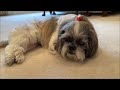 Shih Tzu Really Enjoys Her Food 🍖☺ | See How Lacey Dog is Doing at 15 🐾 | Gray Heron at Our Pond 😳