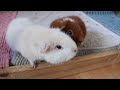 Guinea Pig Emergency | Goodbye Lulu