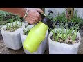 Tips to grow garlic in water bottles, get lots of roots and quickly harvest