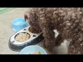 Shave The Rescued Dog To Prevent Death From Heat Stroke