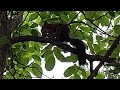 Eichhörnchen isst Nuss / Squirrel eat nut