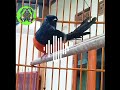 Breathtaking Beautiful Birds | Pure Nature | Stress Relief | Relaxing Birds Sounds | Magical Nature