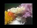 Flowers & Rainbows #foryou  #beautiful   #flowers  #meditation