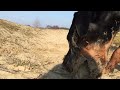 Dobermann rottweiler mix in slomo action