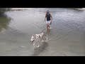 Balto in the Tide Pool 9-24-2015