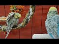 7 hours of budgie parakeet singing and calling sounds