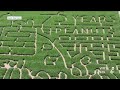 Dull’s Tree Farm creates Peanuts themed corn maze