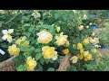 2024.5.19.Sun.한밭수목원(동원) 장미원 🌹s(HanBatSuMokWon(east garden) rose garden(14)