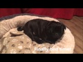 A day in the life of a Pug.
