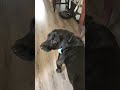 My dog thinks there is a alien in our house