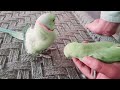 Ringneck parrot playing with cute 😍  baby parrot || So annoying parrot || Mitthii parrot