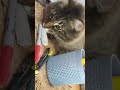 #cat #catvideos