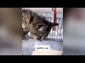 New Funny Cats and Dogs Videos 😂😹 Funny Cats Videos 🐱