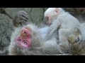 【 SNOW MONKEY 】☆ Cute Babies / White Hair Baby Falls Into a Crisis☆　～Snow Monkey Park～