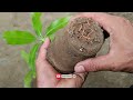 Mango Propagation From Cutting, Natural Tomato Rooting Hormone