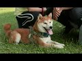 4K HDR 柴犬も入園可 泉ボタニカルガーデン Shiba Inu Dog Walk at Japan Izumi botanical garden 元保護犬との生活