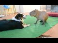 Dog and Capybara