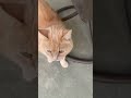 She got the whole chat laughing ,Day 2 of a day in the life of a cat #funny #cat