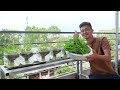 Water Spinach Hydroponic, No Watering, No Garden Required