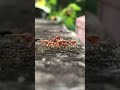 This is how Red ant rescues their member from DEATH !