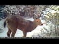 Deer, Foxes & More | NB Trail Cam 2021/2022