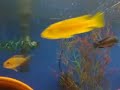 Damons cichlids II