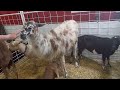 A fabulous llama with it's fur blowing in the wind at the Tulsa State Fair