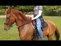Paso fino Horse  for sale