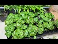 Seedling Tour: What’s Happening Under the Grow Lights. Zone 5b, Newfoundland.