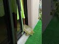 Turtle Opens Sliding Door on His Own and Gets Inside