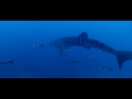Whale Shark Spotted Off of Palm Beach Inlet