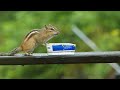 A wee video of a chipmunk eating grape jelly.