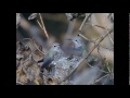 Hummingbird Nest Documentary Nesting & Fledgling 2011