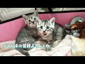 兄妹と約1週間ぶりに再会する子猫の反応が可愛すぎた【かぐ告兄妹日記#11】Kitten meeting her siblings for the first time in a week.