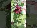 Flower garden #viralvideo #trending #nature #garden