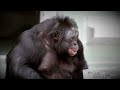 The Dark Side of Science: The Sad Story of The Ape Language Experiment 1973 (Short Documentary)