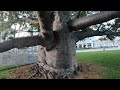 African Baobab Trees in ArtsPark At Young Circle in Hollywood, Florida