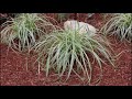 Low maintenance gardening with Grasses!/Garden Style nw