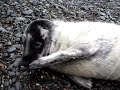 Stranded baby seal