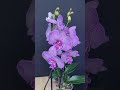 Орхидеи в Москве Магазин OCR