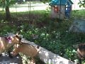 Flowers on goats