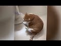 😻 Laugh Uncontrollably! Best Funny Cat Videos 2024 🐱❤️ Best Funny Video Compilation 🐈🤣