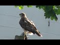 Urban red-tailed hawk resting on a fence post with live prey after snatching the pigeon in mid air