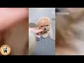 Be careful, don't laugh 🐕😺 Funny videos with dogs, cats and kittens😸