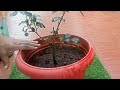 गुलाब का पौधा रोपने से पहले ध्यान रखें यह जरूरी बातें/Best tips to transplant rose plant