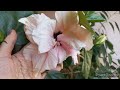 КОМНАТНЫЙ ГИБИСКУС великолепное Цветение!!!😍//#Hibiscus