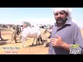 Attock Bulls - Racer bulls - Fateh Jang bulls - Morat - Hamza sky video