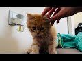 The struggle between sleeping and playing 😁 #cat #viral #viralvideo #fyp #foryou #india #usa #bike